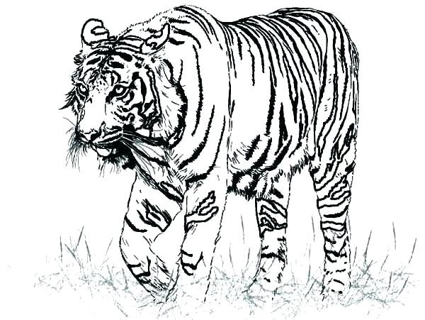 600x451 Realistic Animal Coloring Pages Icontent