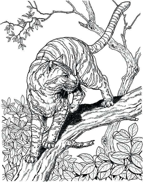 600x760 Big Cats Coloring Pages