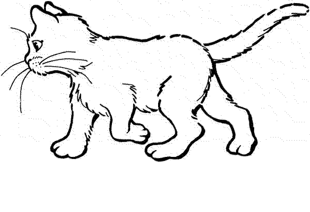 1000x685 Realistic Cat Coloring Pages