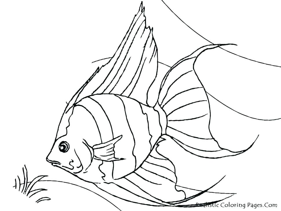 Real Fish Coloring Pages at GetDrawings | Free download