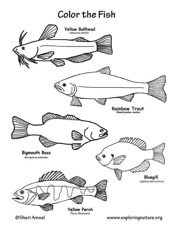 612x792 Coloring Pages Freshwater Fish Coloring Pages