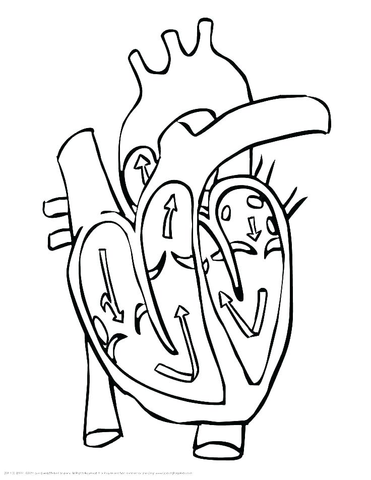 736x952 Human Heart Coloring Page Human Coloring Pages Heart Anatomy