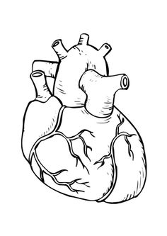 236x333 Human Heart Coloring Pictures For Kids Health Pictures Of Anatomy