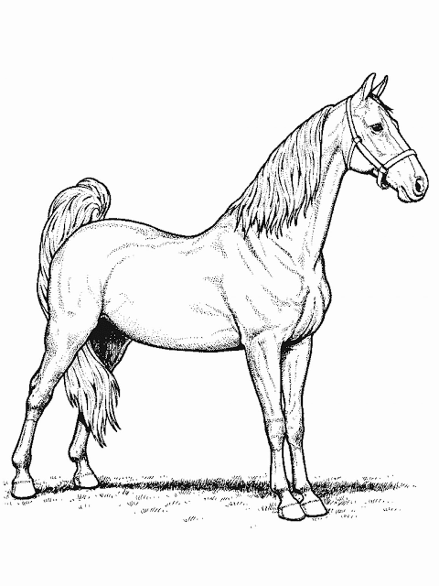 1536x2048 Fun Horse Coloring Pages For Your Kids Printable To Print