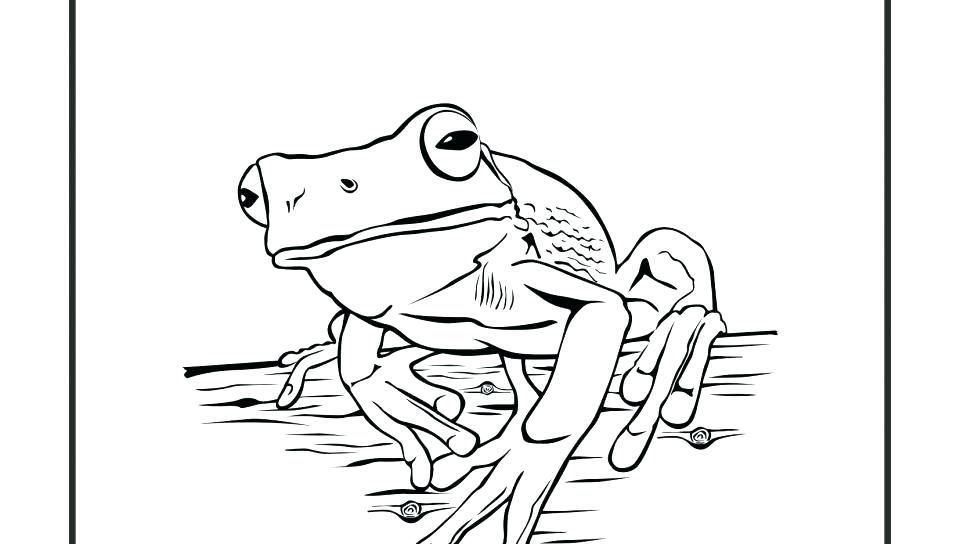 960x544 Life Cycle Of A Frog Coloring Page Learn Science Through Frog Life