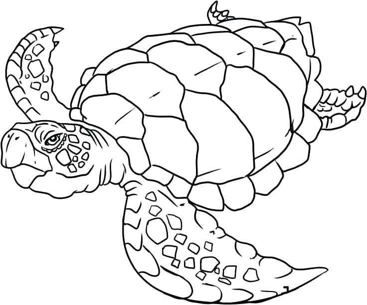 736x612 Pictures Of Animals Coloring Pages Sea Life Animal To Color Real