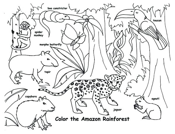 600x460 Real Animal Coloring Pages Print Amazon Animals Coloring Page