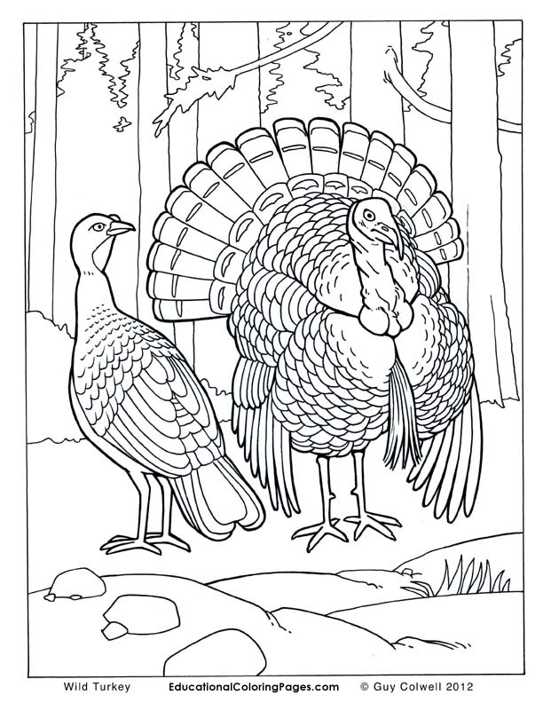 612x792 Real Coloring Pages Animal Coloring Pages For Kids