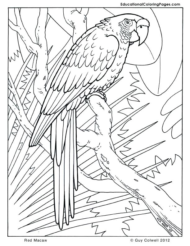 612x792 Real Coloring Pages Monumental Real Animal Coloring Pages Cool