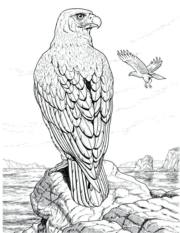 575x745 Realistic Coloring Pages Of Animals Realistic Animal Coloring