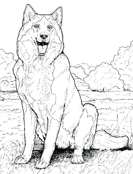 550x720 Realistic Animal Coloring Pages