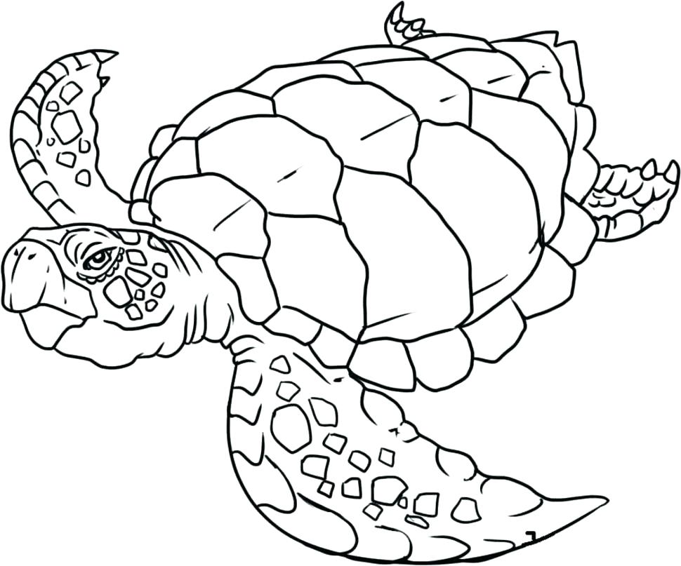 970x807 Realistic Coloring Pages Animals Realistic Coloring Pages