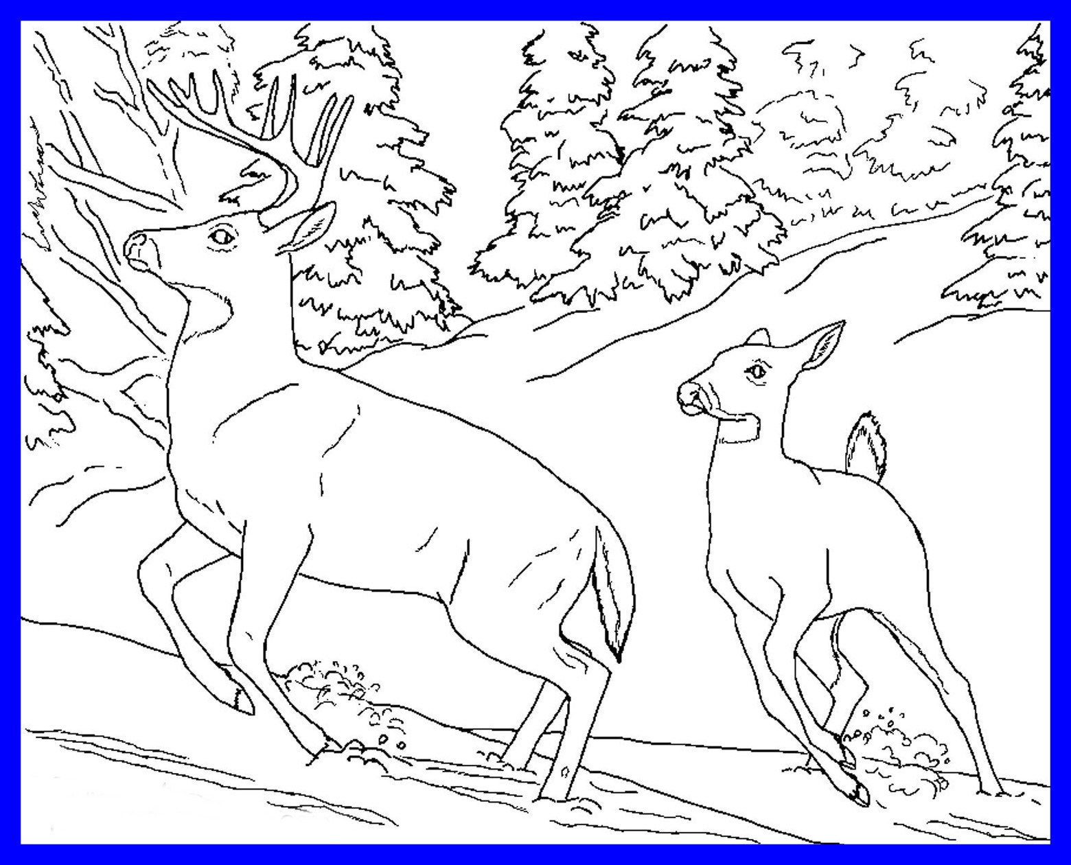 1560x1260 Stunning Realistic Animal Coloring Pages Collection Printable Pics