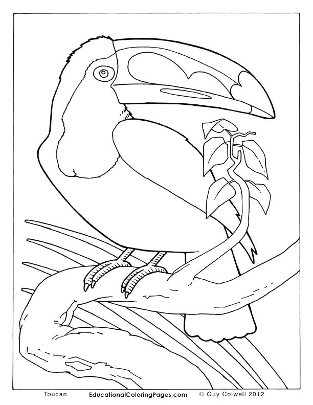 612x792 Realistic Animal Coloring Pages