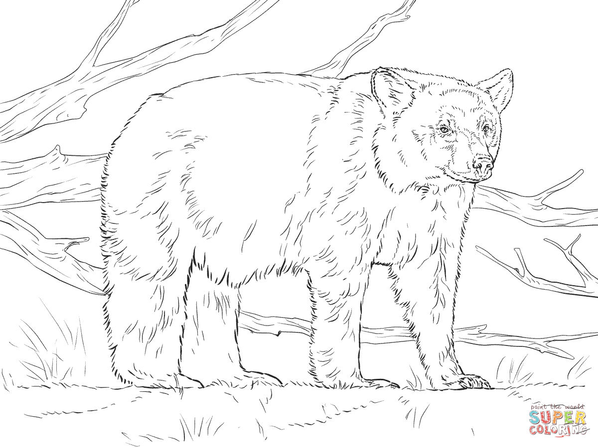 1200x900 Realistic American Black Bear Coloring Page Supercoloring