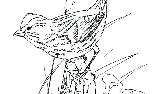 585x329 Free Bird Coloring Pages Printable Advanced Bird Coloring Pages