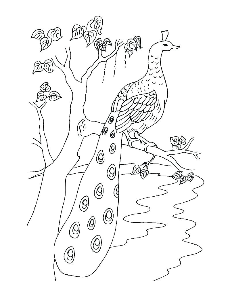 800x976 Realistic Bird Coloring Pages For Adults Angry Self Esteem B