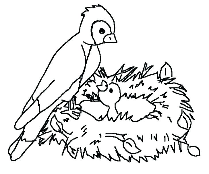728x606 Realistic Bird Coloring Pages Medium Size Of Birds Coloring Pages