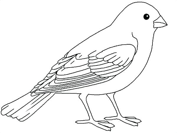 600x453 Realistic Bird Coloring Pages Realistic Bird Coloring Pages Plus