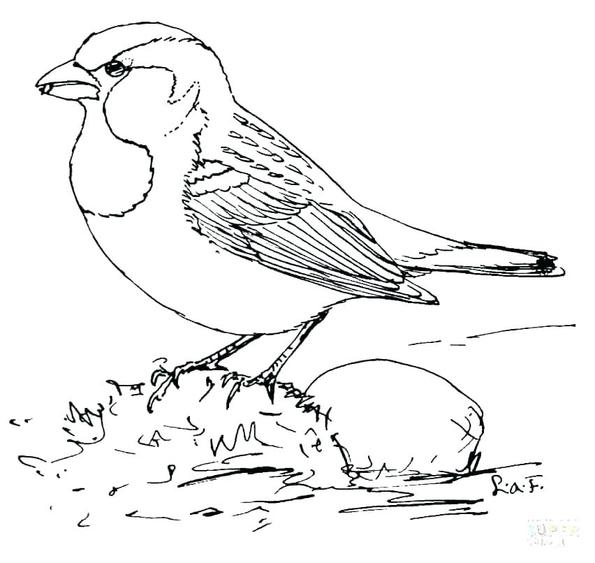 852x806 Tweety Bird Coloring Page Bird Coloring Pages Free Realistic Bird
