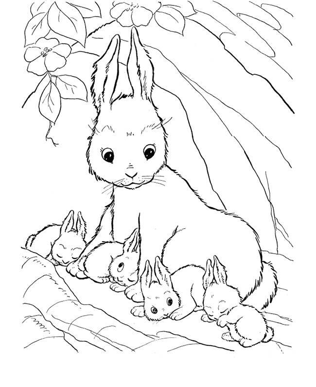 650x796 Realistic Bunny Coloring Pages Lovely Farm Animal Template Animal