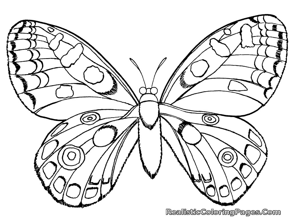 Realistic Butterfly Coloring Pages at GetDrawings | Free download