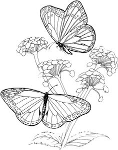 236x298 Butterfly With Flowers Coloring Pages Butterfly And Flower