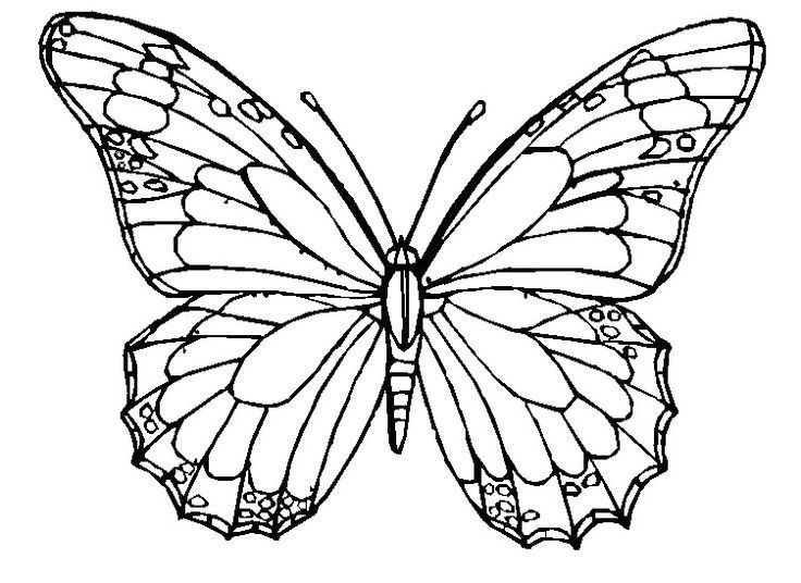 736x536 Realistic Butterfly Coloring Pages Bgcentrum