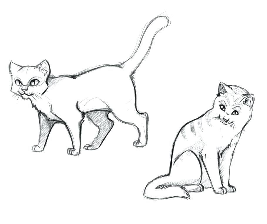 909x761 Realistic Cat Coloring Pages And Cat Color Pages Printable Cat