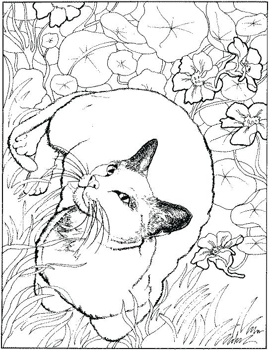 542x704 Realistic Cat Coloring Pages Wild Cat Coloring Pages Cool Coloring