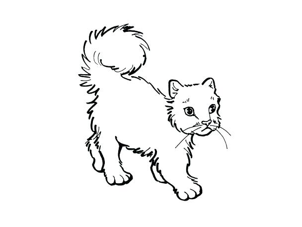 608x456 Realistic Cat Coloring Pages Cat Color Pages Printable Realistic