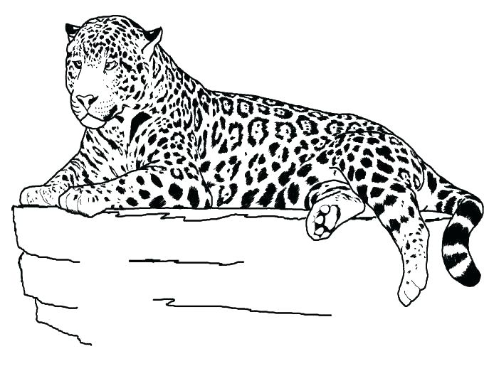 687x515 Cheetah Coloring Pages Cheetah Coloring Pages For Kids Realistic