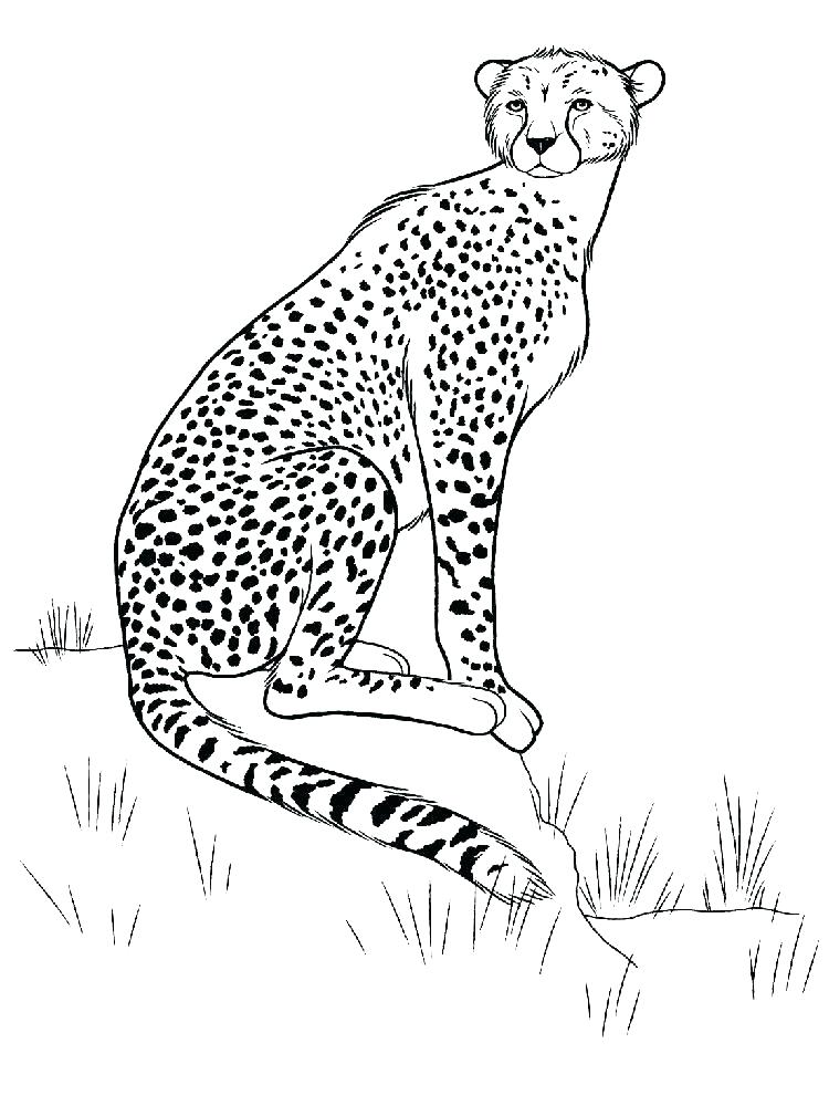 750x1000 Cheetah Coloring Pages Coloring Pages Of Cheetahs Cheetah Animal