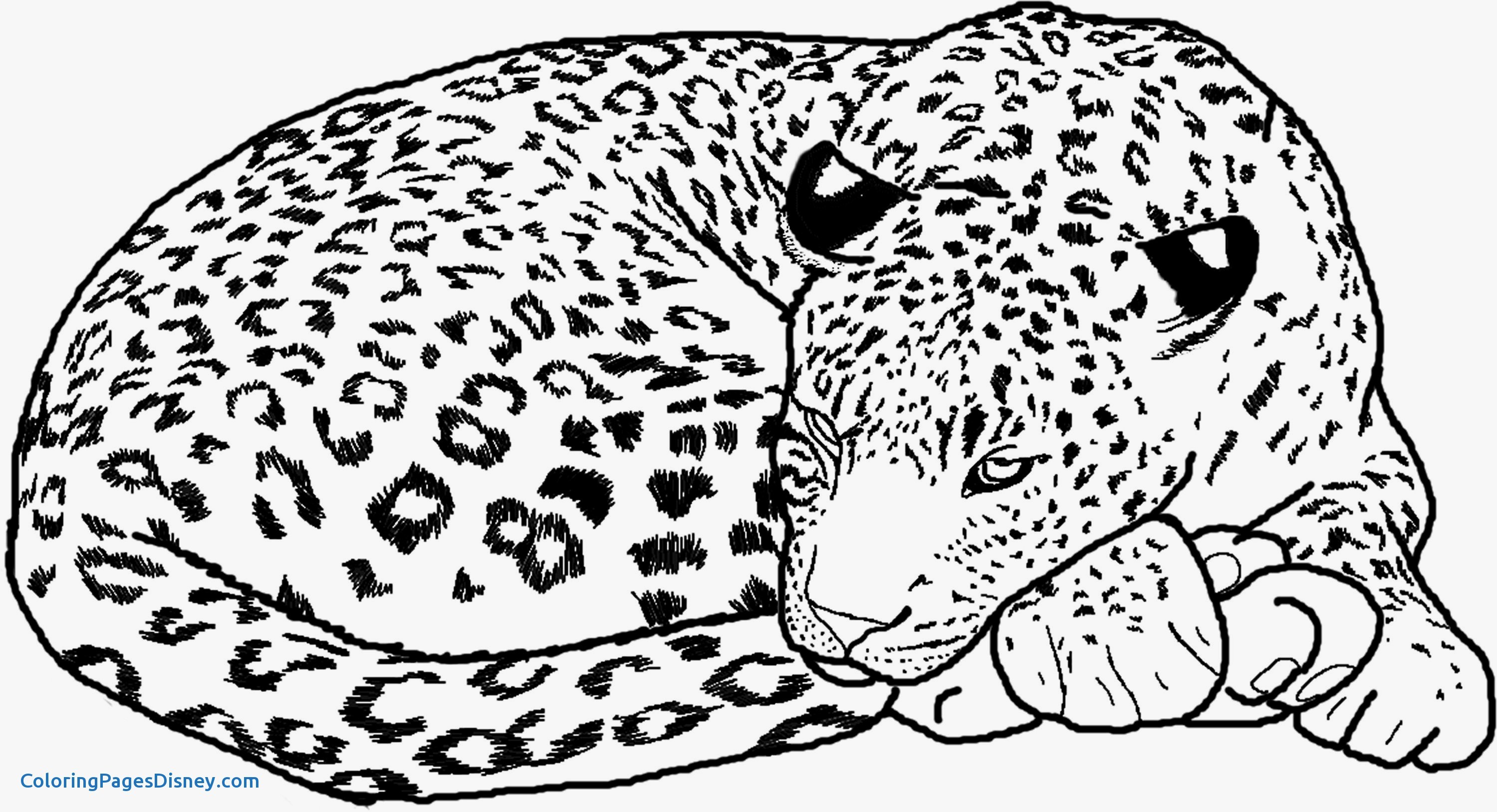 3000x1629 Cheetah Coloring Pages Unique Cheetah Coloring Page