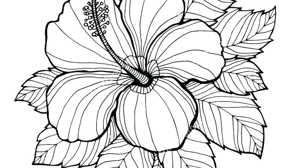 960x544 Flower Coloring Pages For Adults Realistic Flowers Coloring Pages