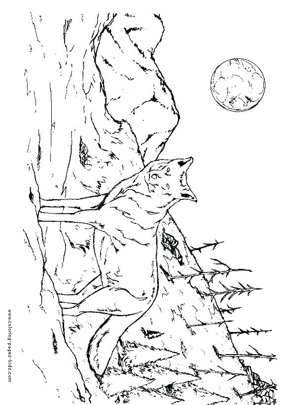 590x821 Realistic Wolf Coloring Pages Realistic Wolf Coloring Pages