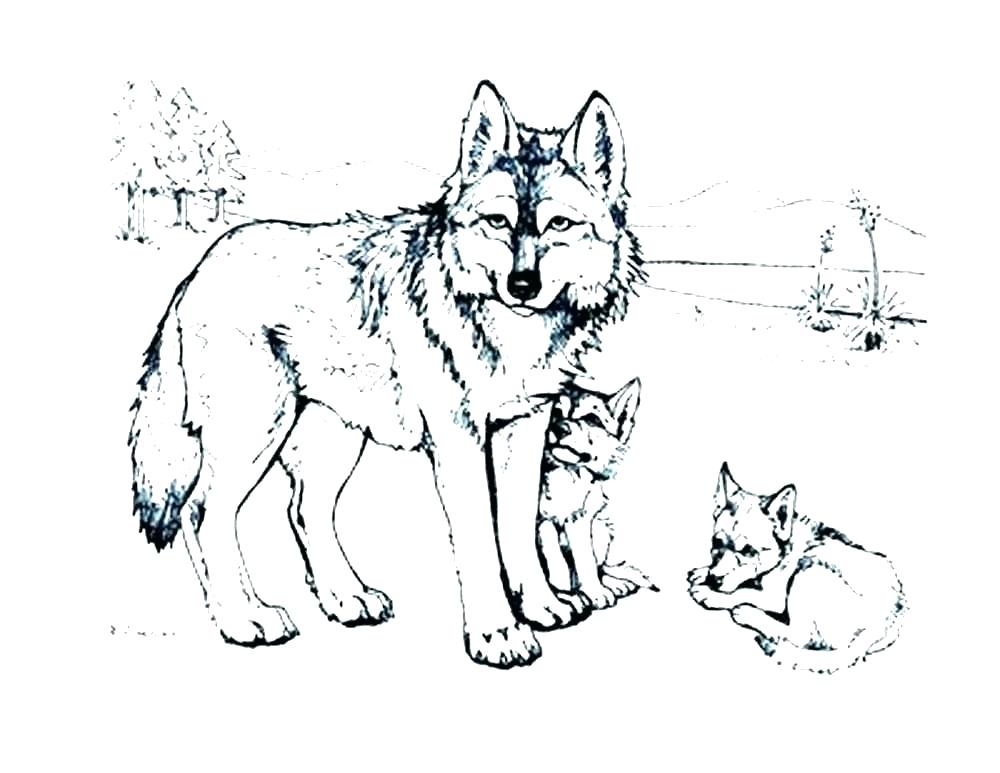 1000x773 Coloring Pages Wolves