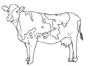 300x224 Coloring Pages Cow