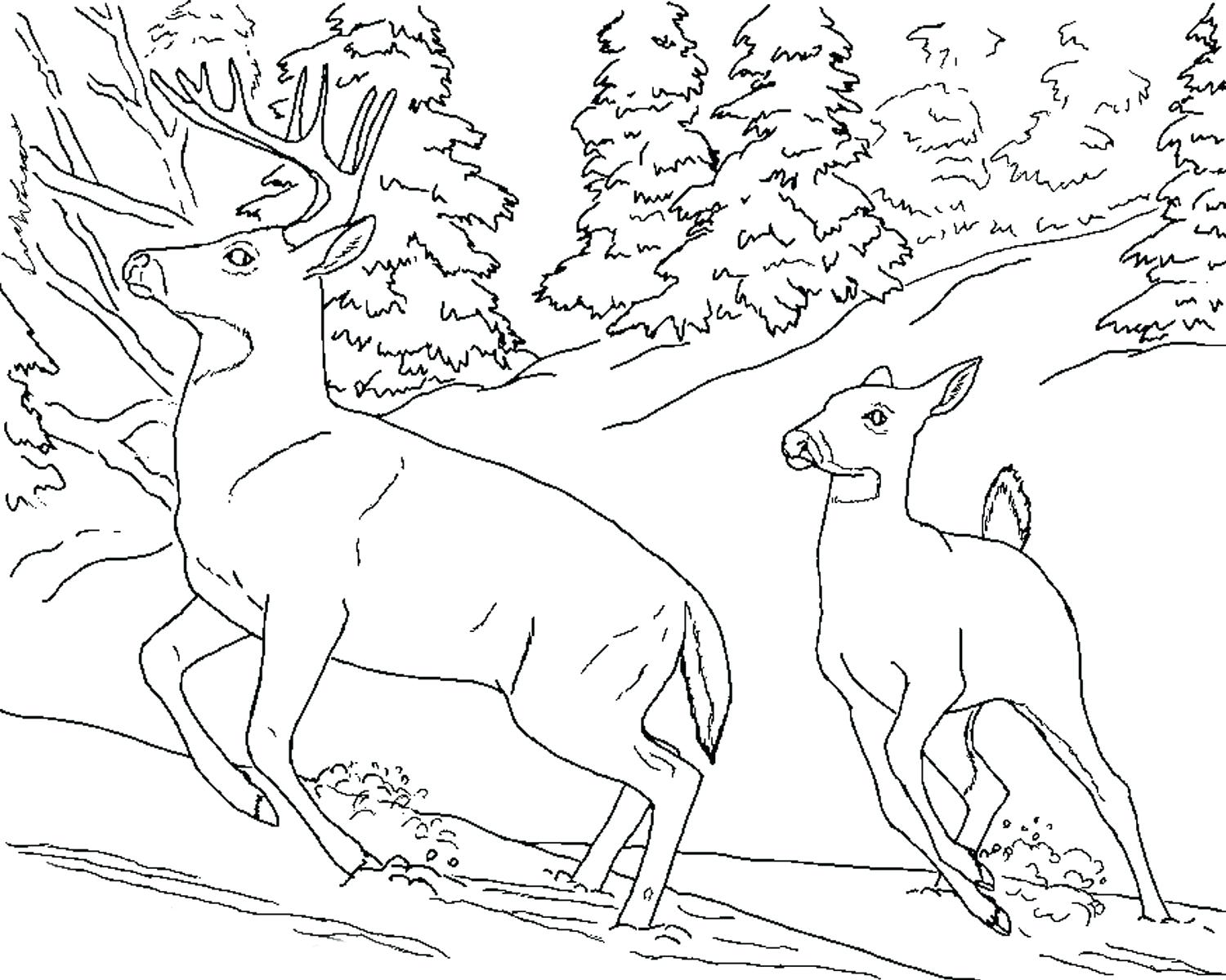 1500x1200 Coloring Pages Flowers Realistic Farm Animal Colouring For Good
