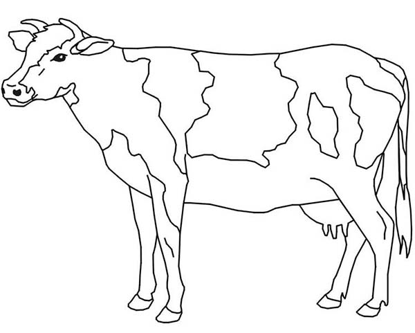 600x481 Realistic Cow Coloring Pages