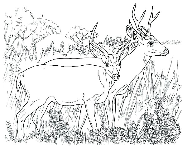 600x467 Deer Coloring Pages John Printable Deer Coloring Pages For Adults