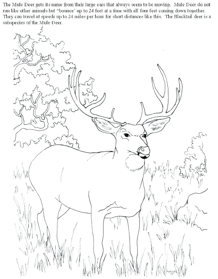 704x899 White Tailed Deer Coloring Page Whitetail Deer G Pages Hunting
