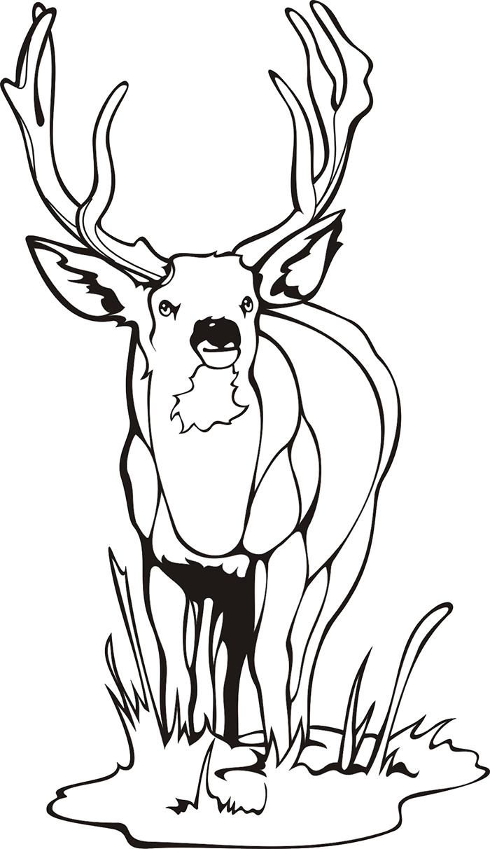 700x1212 White Tailed Deer Coloring Pages