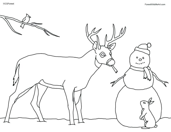 728x562 Whitetail Deer Coloring Pages Coloring Page Deer Pages Of Baby