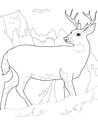 323x430 Whitetail Deer Coloring Pages Deer Coloring Pages Baby Deer