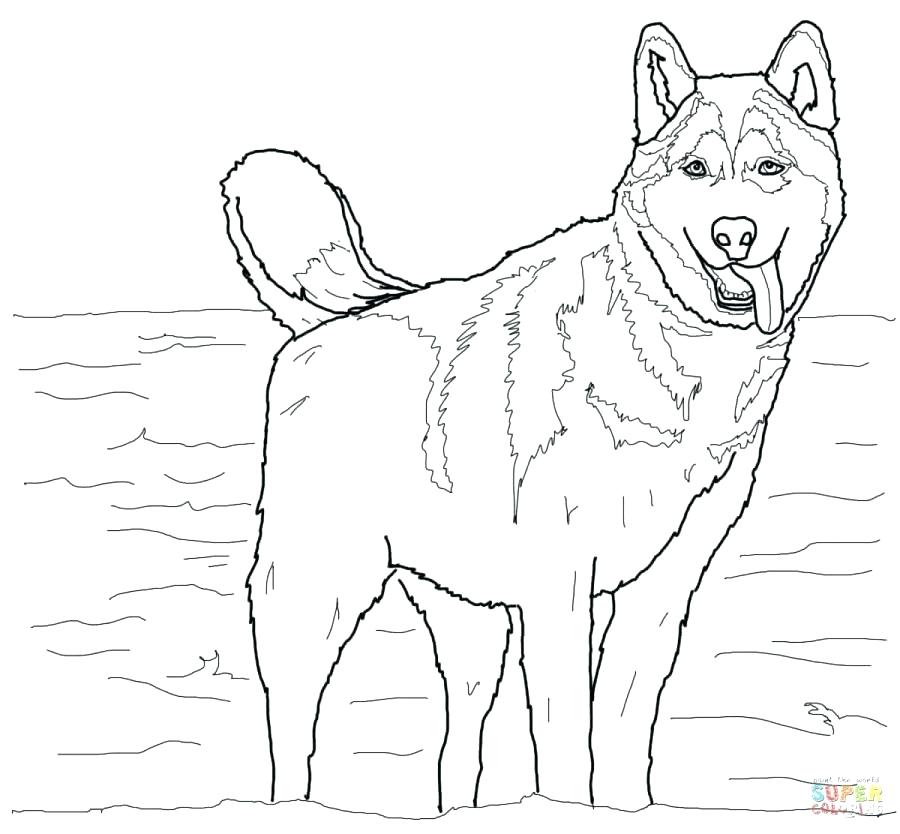 900x834 Dog Color Pages Free Coloring Pages Dog Free Printable Dog