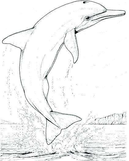 422x525 Free Dolphin Coloring Pages Dolphin Coloring Pages Together