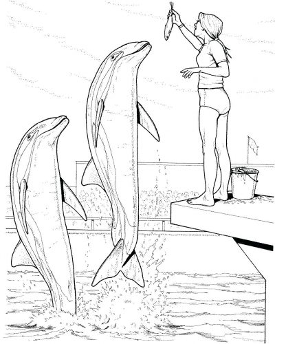 416x500 Coloring Pages Dolphin Coloring Page Pages Dolphins