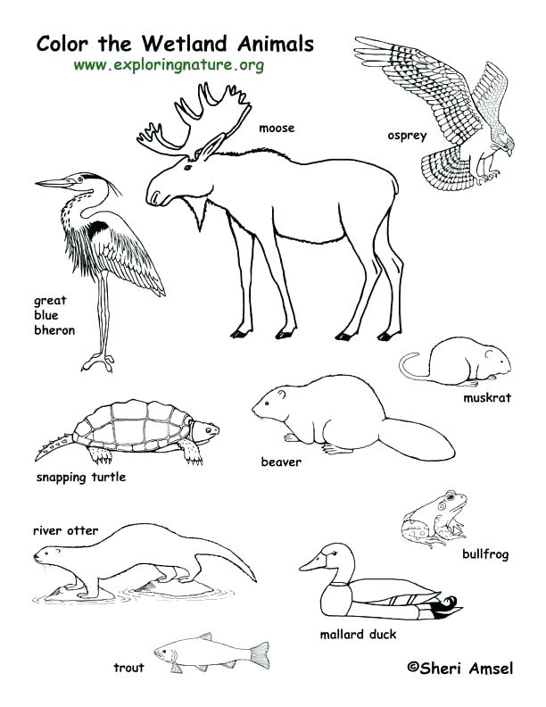 612x792 Forest Animals Coloring Pages Forest Animals Coloring Pages Forest