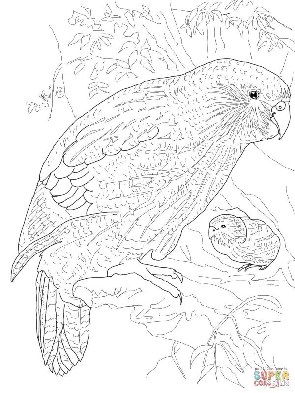 600x800 Kakapo Parrot Realistic Coloring Pages For Grown Ups Animal